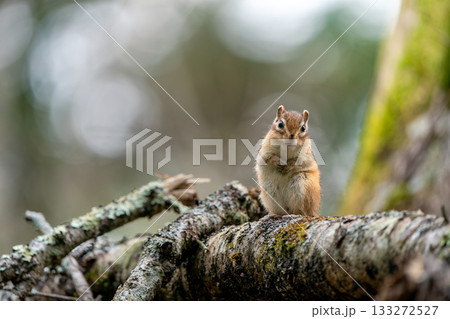 倒木の上に立つエゾシマリス 133272527