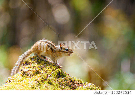 木の上で何かを見つめるエゾシマリス 133272534