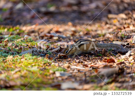 落ち葉の上で餌を探すエゾシマリス 133272539
