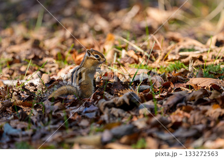 枯れ葉の上に立ち餌を探すエゾシマリス 133272563