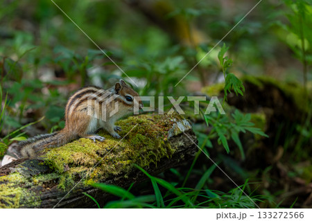 日陰で休むエゾシマリス 133272566