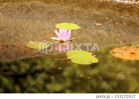 可愛い　スイレンの花 133272817