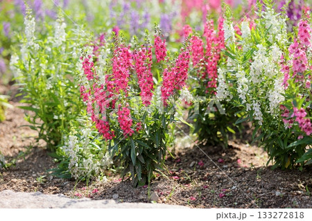 可愛い アンゲロニアの花 可愛い アンゲロニアの花 133272818
