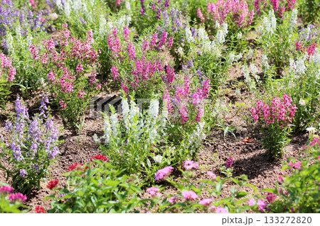 可愛い アンゲロニアの花 可愛い アンゲロニアの花 133272820