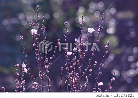 春に咲き始めた花桃の花 春に咲き始めた花桃の花 133272823
