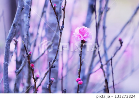 春に咲き始めた花桃の花 133272824