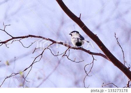 枝にとまるシジュウカラ 133273178