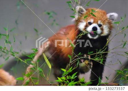 台の上で笹を食べるレッサーパンダ⑤ 台の上で笹を食べるレッサーパンダ⑤ 133273537