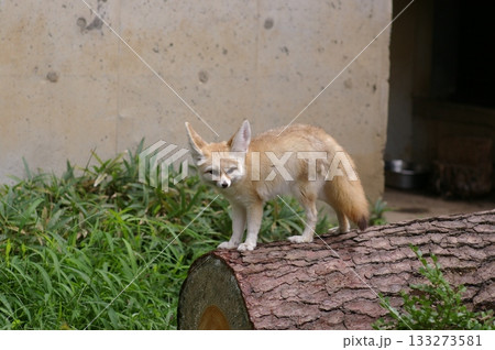 丸太の上に乗るフェネック 133273581