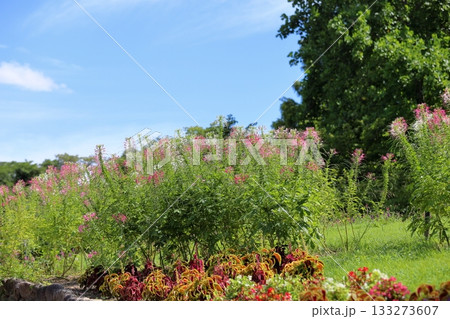 爽やか クレオメの花 爽やか クレオメの花 133273607