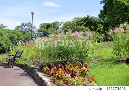 爽やか クレオメの花 爽やか クレオメの花 133273608