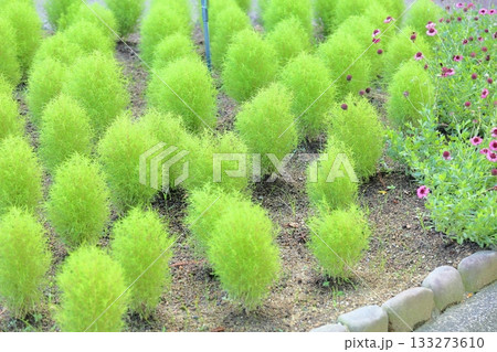 可愛い　コキア 133273610