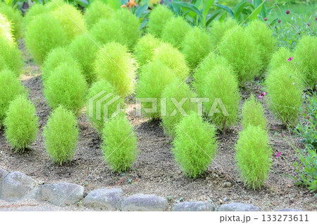 可愛い　コキア 133273611