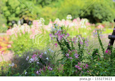 爽やか クレオメの花 爽やか クレオメの花 133273613