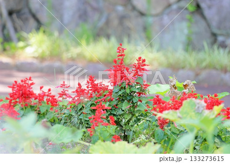 鮮やか　サルビア　スプレンデンスの花 133273615