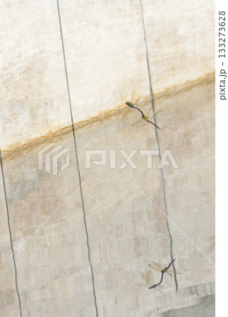 飛び回るトンボ 133273628