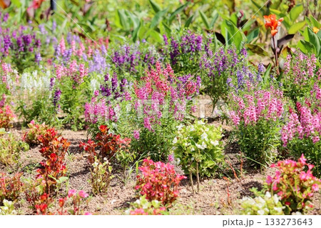 可愛い　アンゲロニアの花 133273643