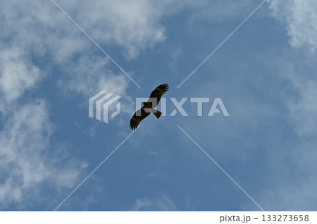 空を飛ぶ鳥 空を飛ぶ鳥 133273658