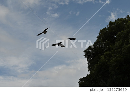空を飛ぶ鳥 空を飛ぶ鳥 133273659
