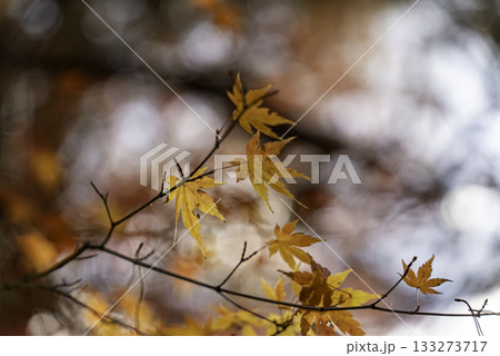 鮮やかな紅葉 133273717
