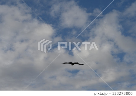 空を飛ぶ鳥 133273800