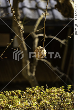 熟れた花梨の実 133273936