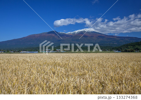 稲穂と鳥海山 稲穂と鳥海山 133274368