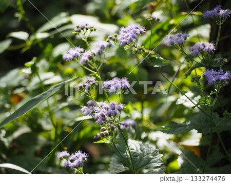 セイヨウフジバカマ セイヨウフジバカマ 133274476