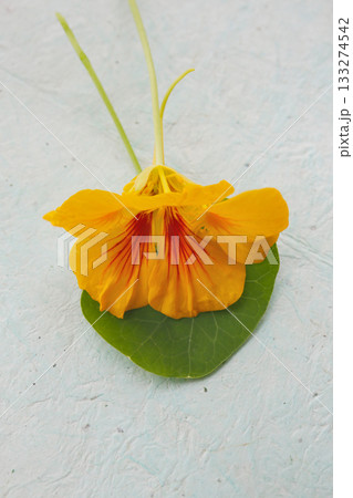 ナスタチウムの花 133274542