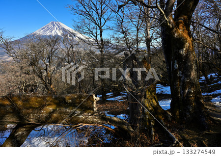愛鷹山塊　越前岳の森の倒木と富士山聳える 133274549