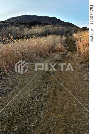 愛鷹山塊の越前岳　朝日射す登山道と越前岳 133274791