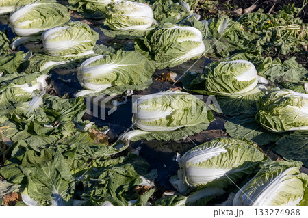 収穫した畑の白菜 収穫した畑の白菜 133274988