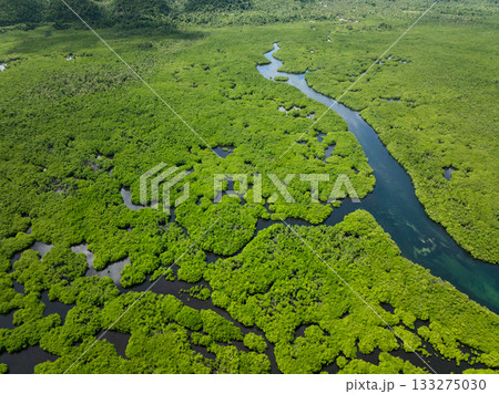 Winding river flowing through dense mangrove forest with bright green vegetation. Siargao, Philippines. Winding river flowing through dense mangrove forest with bright green vegetation. Siargao, Philippines. 133275030