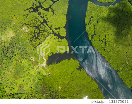 Mangrove vegetation meeting clear river water with visible patterns and reflections. Siargao, Philippines. 133275031
