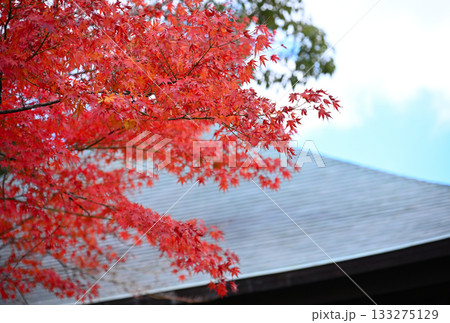 色づく古寺の紅葉 色づく古寺の紅葉 133275129