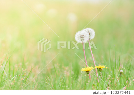 温かみのある光さす春の野原に咲くたんぽぽの花と綿毛 133275441