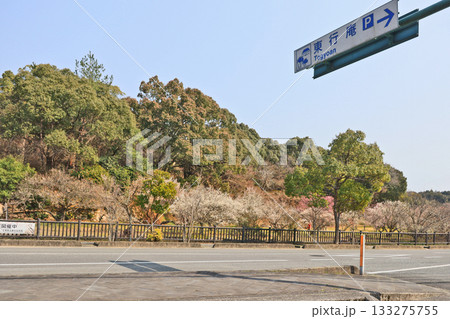 梅の花咲く観光名所下関市東行庵曲水の梅苑 梅の花咲く観光名所下関市東行庵曲水の梅苑 133275755