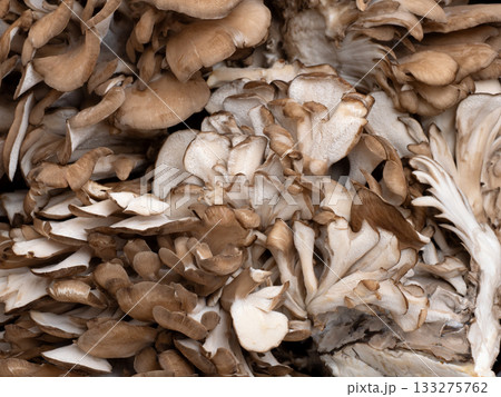 マイタケ マイタケ 133275762