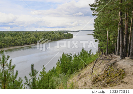 Steep slope with a pine forest on the Ob River near the village of Beloyarka, Siberia, Russia 133275811