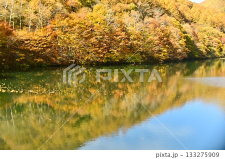 水面に映り込む紅葉した木々 水面に映り込む紅葉した木々 133275909