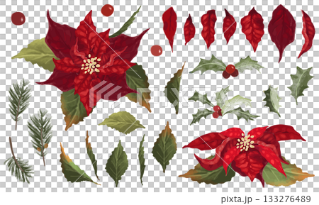 ポインセチアと柊のベクターイラスト素材セット 133276489