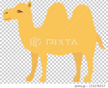 Simple camel illustration vector material 133276557