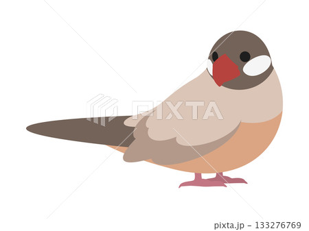 横向きで振り返るかわいいシナモン文鳥のベクターイラスト素材 133276769