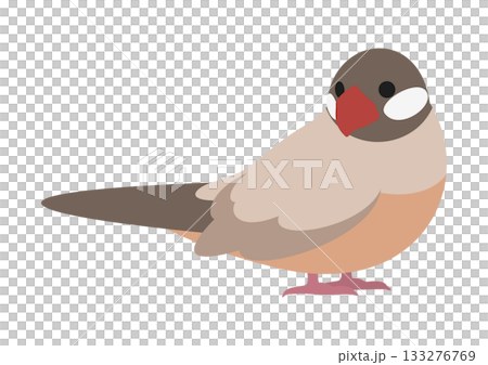 Vector illustration of a cute cinnamon finch looking back sideways Vector illustration of a cute cinnamon finch looking back sideways 133276769