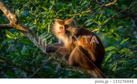 猿 133276848