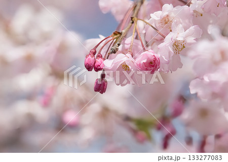 春の訪れを告げる河津桜 春の訪れを告げる河津桜 133277083