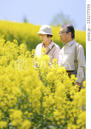 満開の菜の花畑を観光するシニアの夫婦(強レタッチver) 満開の菜の花畑を観光するシニアの夫婦(強レタッチver) 133277359