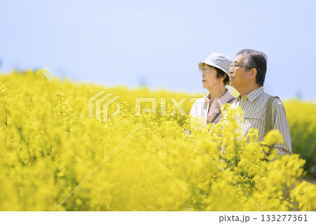 満開の菜の花畑を観光するシニアの夫婦（強レタッチver） 133277361