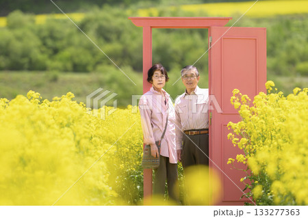 満開の菜の花畑を観光するシニアの夫婦（強レタッチver） 133277363