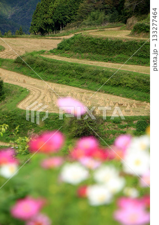 稲刈りの終わった棚田の山里の風景 稲刈りの終わった棚田の山里の風景 133277464
